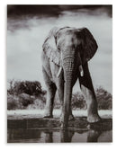 Glinyard - Wall Art - Black / White